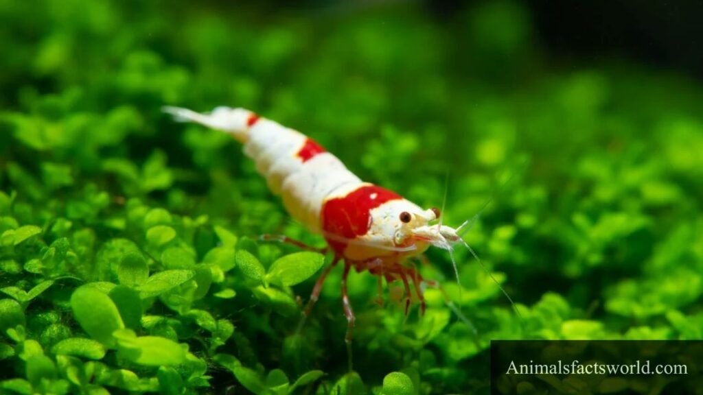 what eats algae
