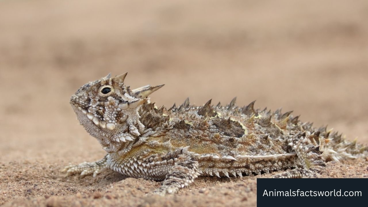 Animals That Eat Insects