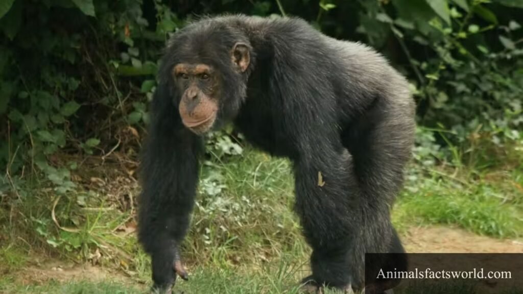 animals that like bananas