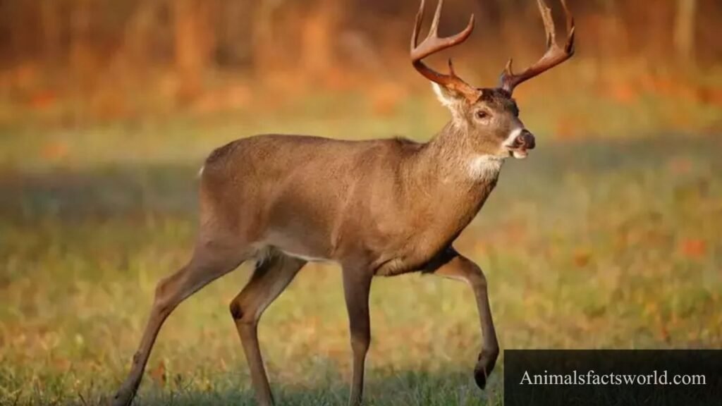 what wild animals eat pumpkins