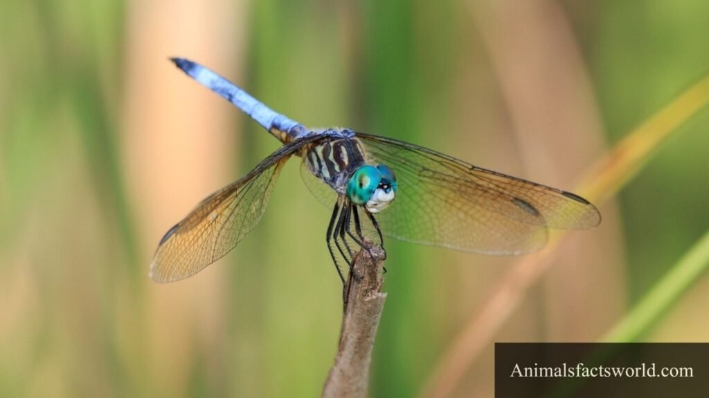 animals that eat bugs