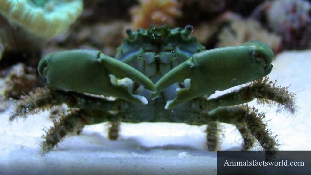 what animals eat algae in the ocean