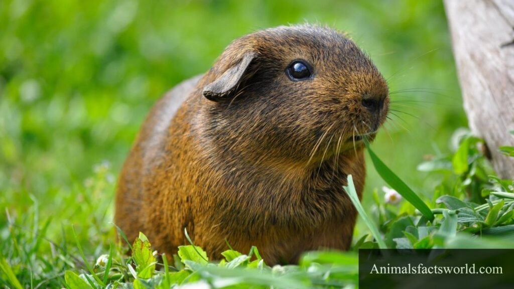animal that eat hay