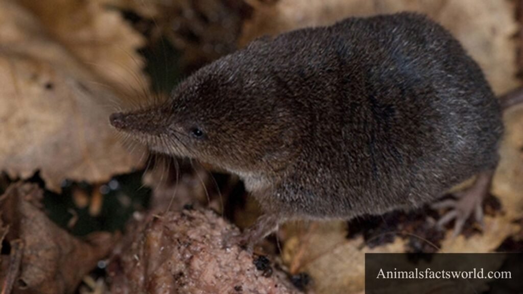 animal that eats bugs