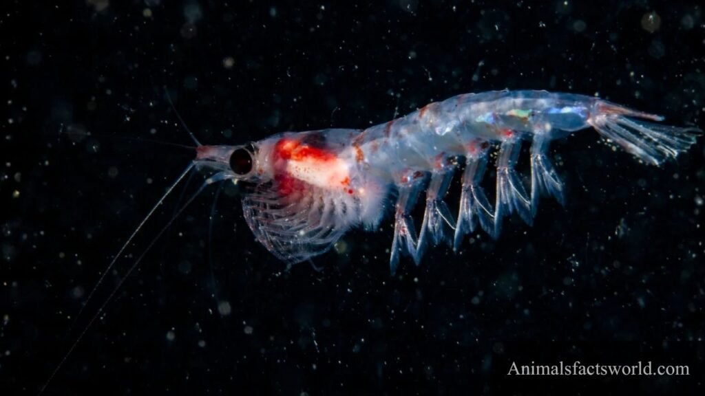 what ocean animals eat algae