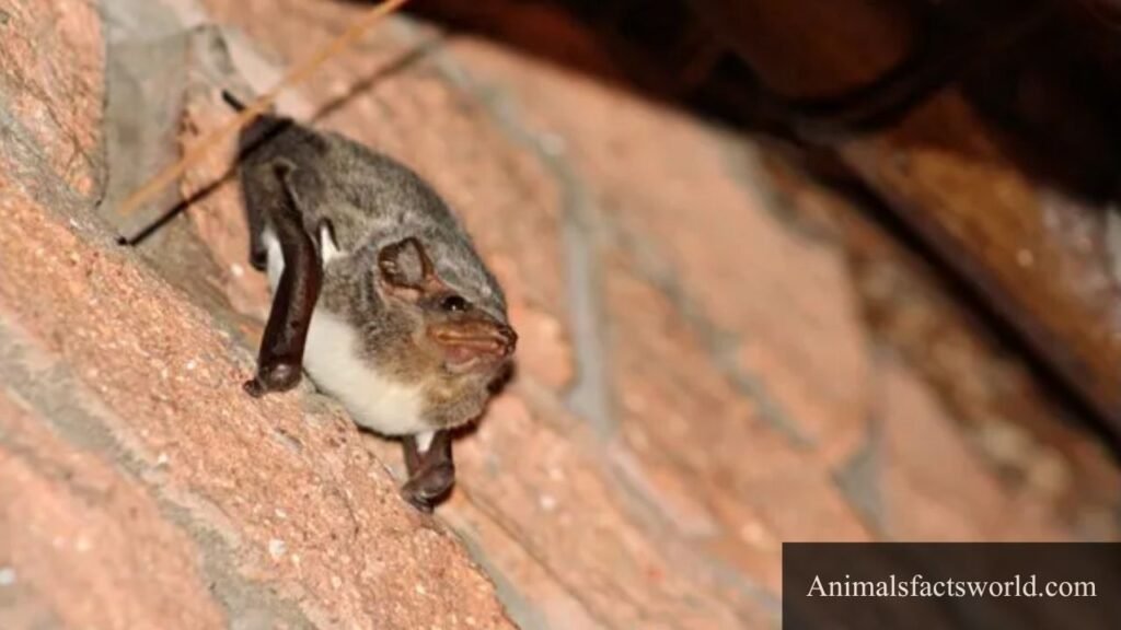 insect eating animals
