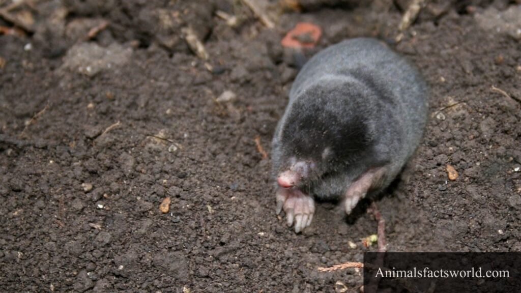 what eats worms
