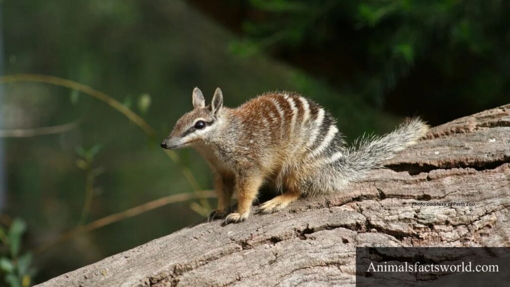 mammals that eat insects