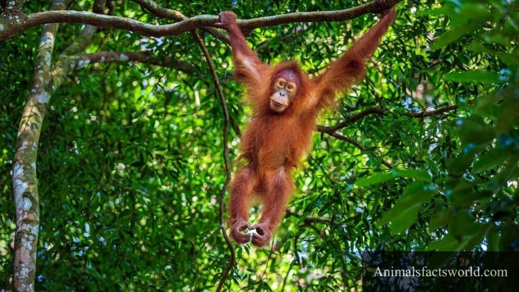 what animals eat bananas