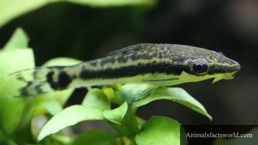what eats algae in the ocean