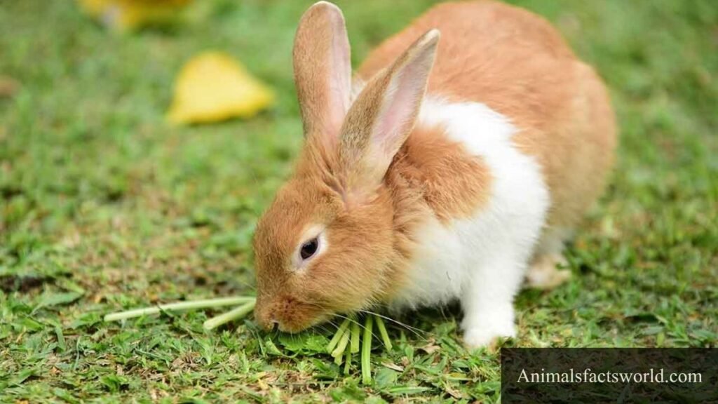 what animals can eat pumpkin