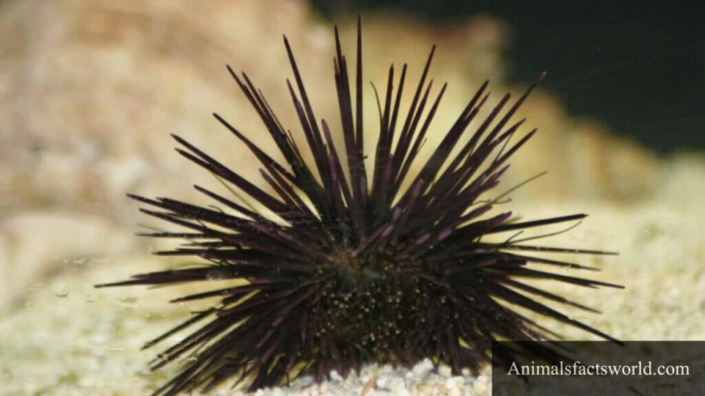 what animals eat algea