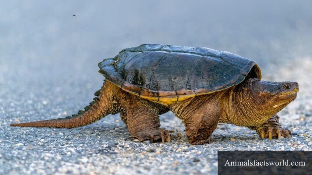 what eat turtles
