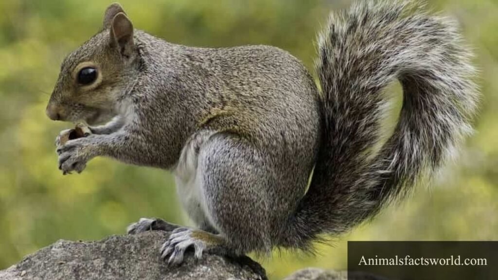 bananas eater animals