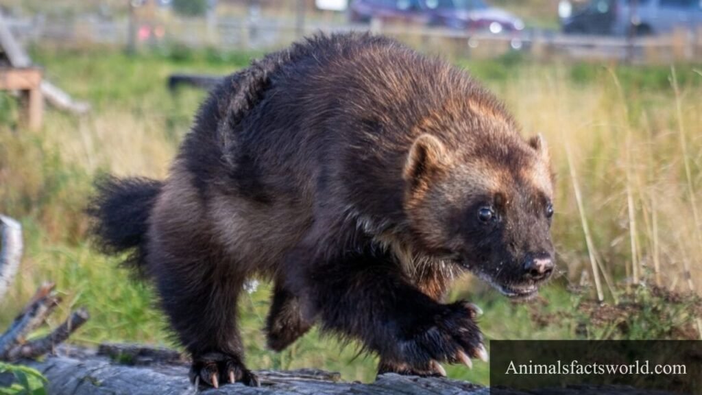 do animals eat bones