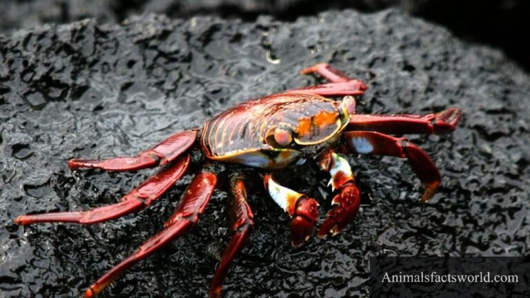 animals that eat algae