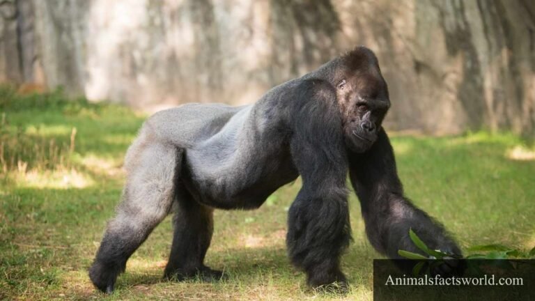 animals that eat bananas
