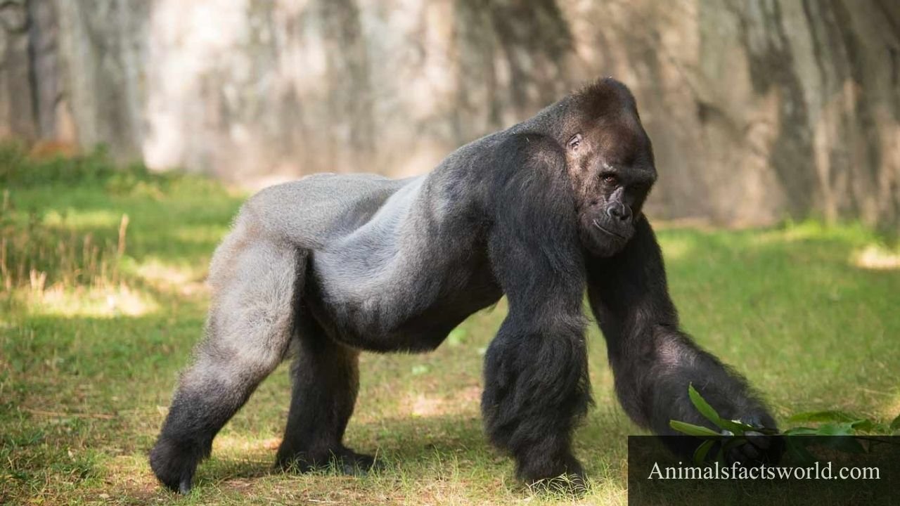 animals that eat bananas