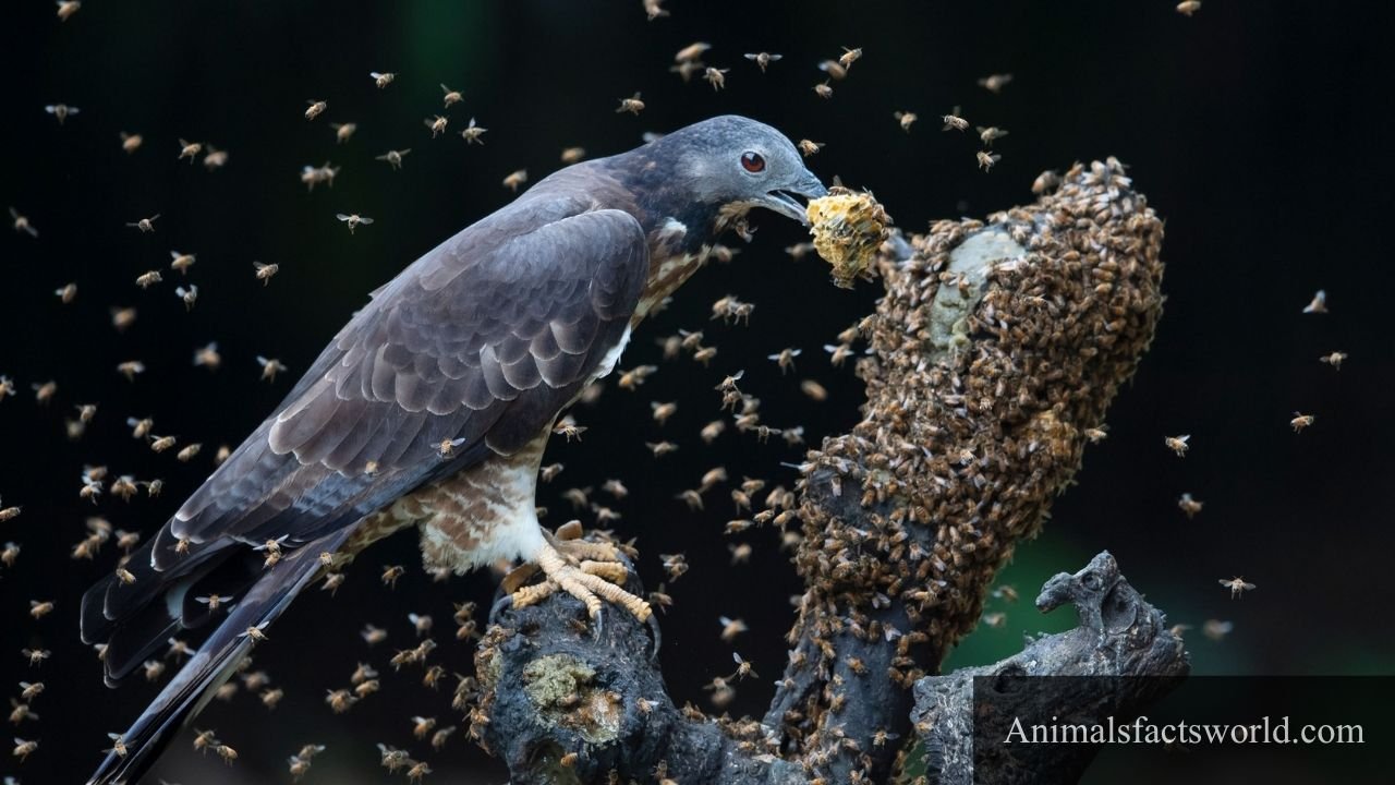 animals that eat bees