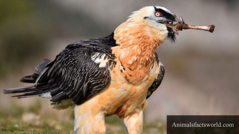 animals that eat bones