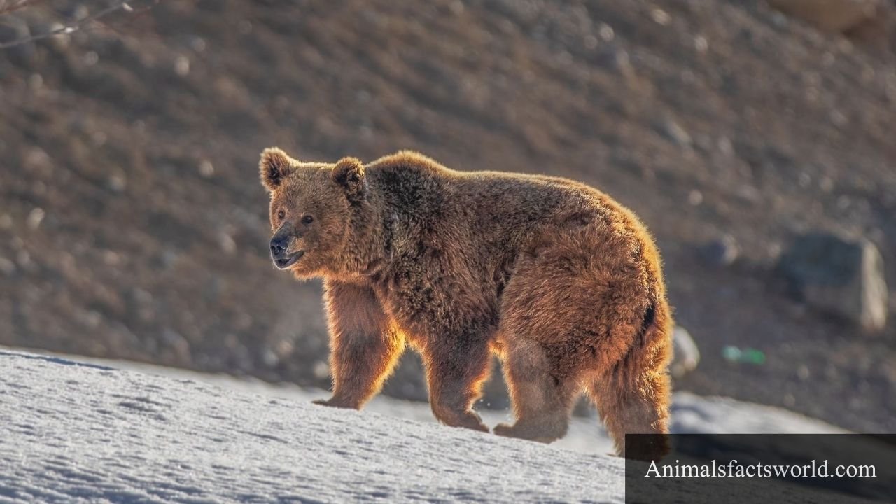 animals that eat cows