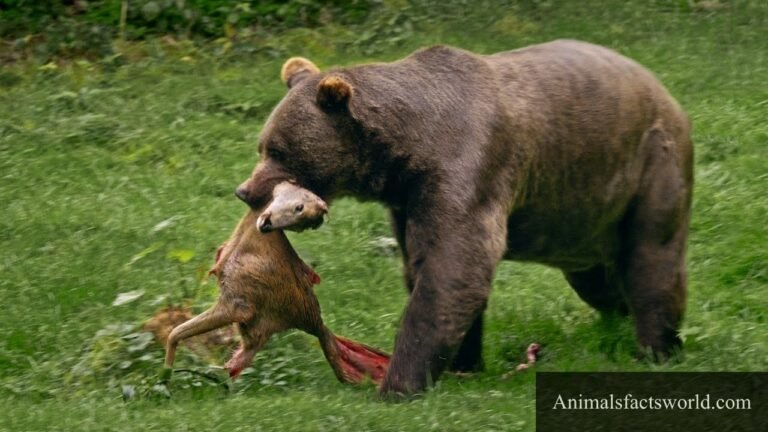 animals that eat deer