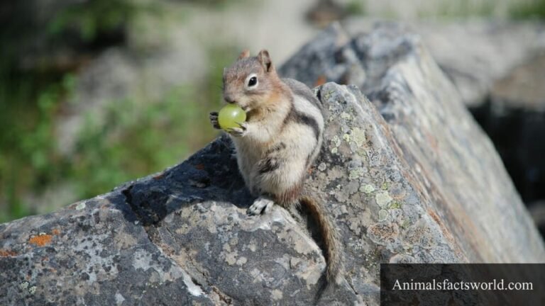 animals that eat grapes