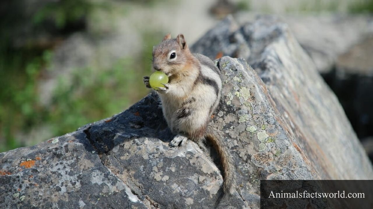 animals that eat grapes