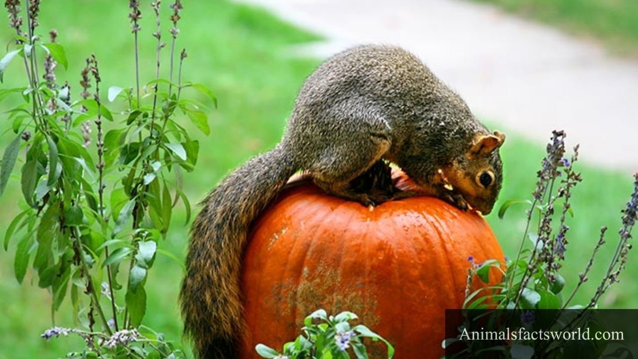 animals that eat pumpkins