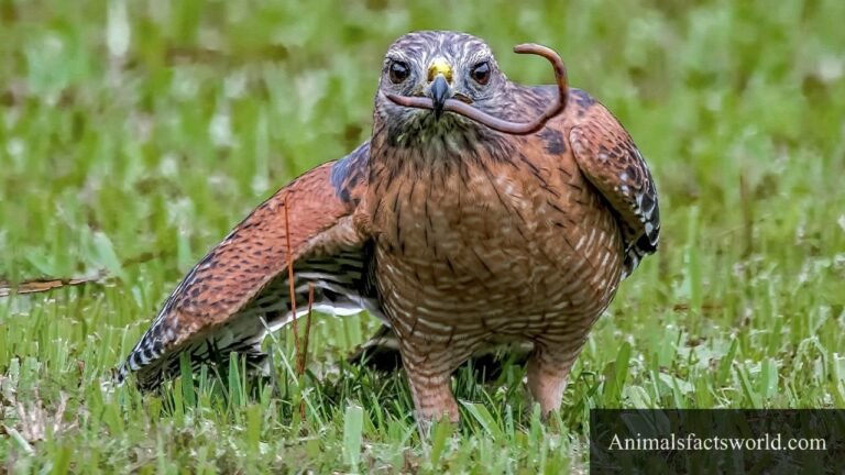 animals that eat worms