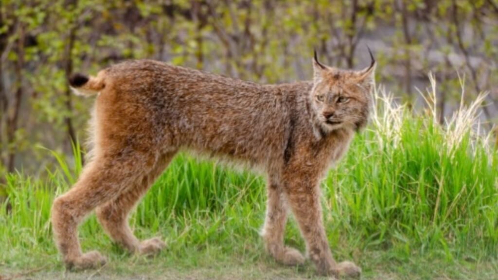what animals hunt deer