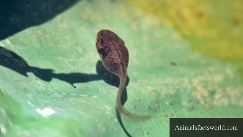 what sea animals eat algae