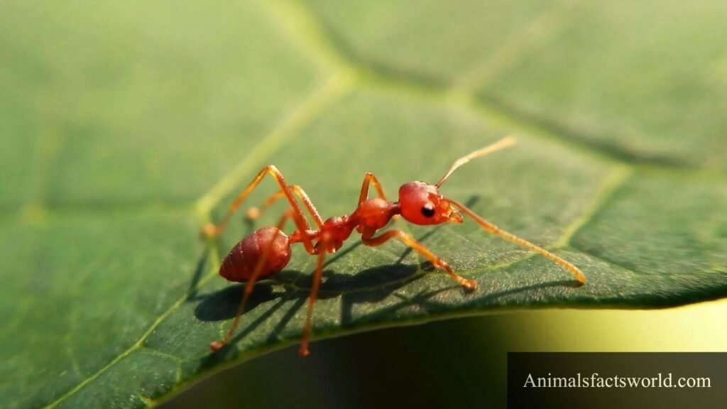 what eats roaches