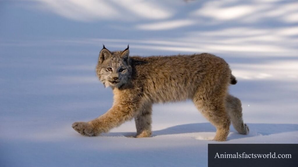 what animal eats coyotes