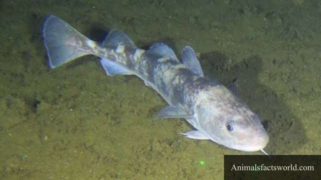 Animals that like to eat sea urchins