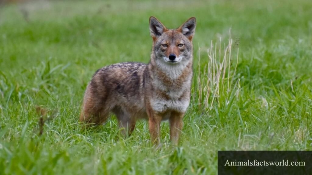 fox predators