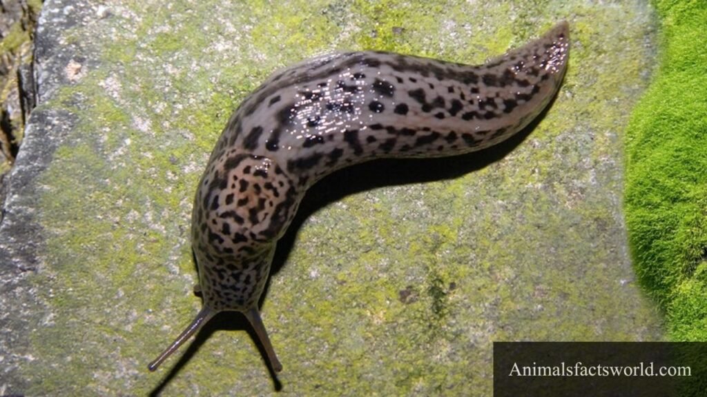 what eat snails
