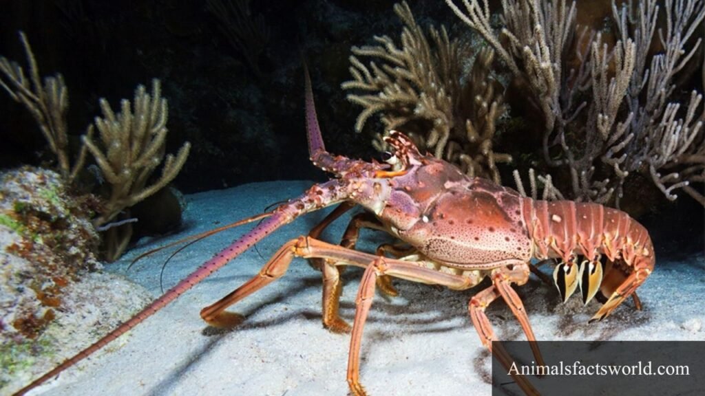 Animal that eat sea urchins