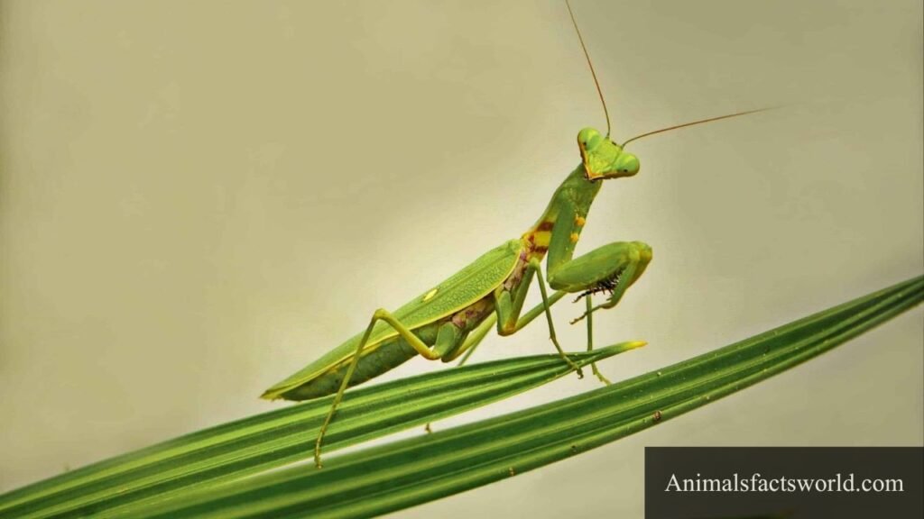 butterflies predators