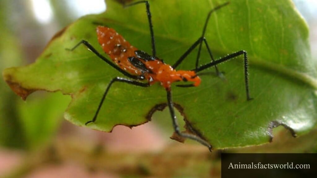 what are butterflies predators