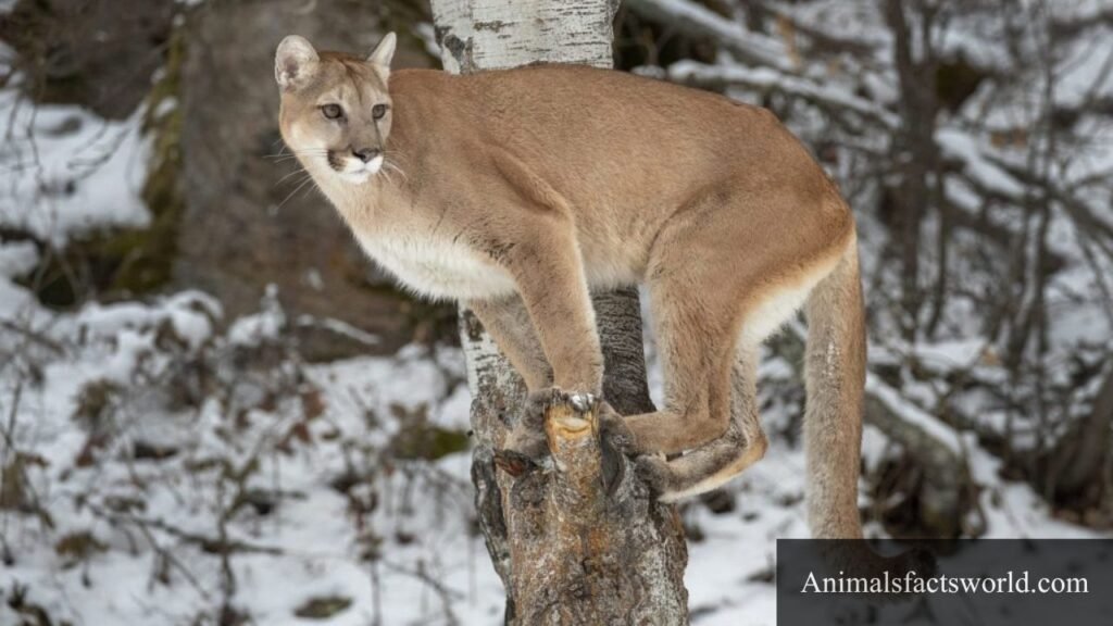 foxes predators