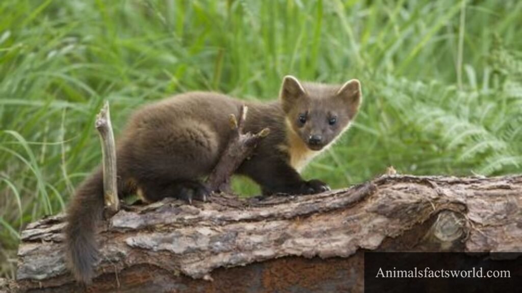 what eats foxs