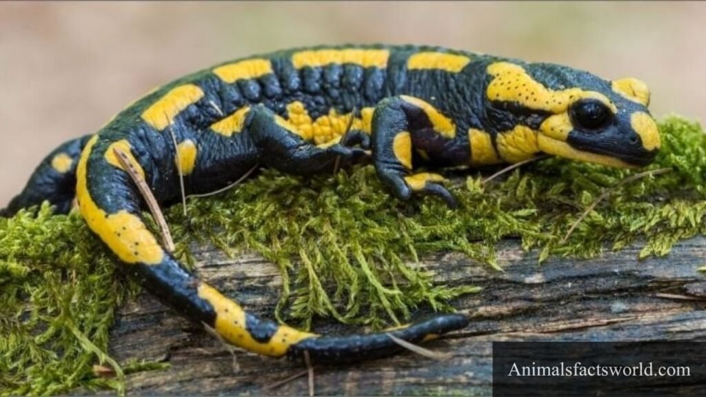 what eats a snail