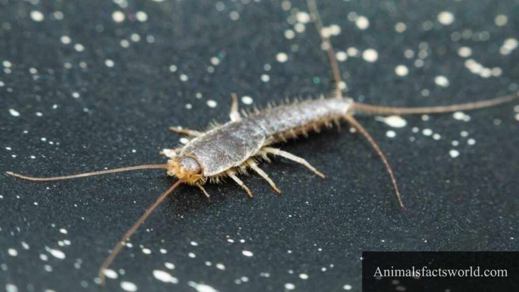 what animals eat cockroaches