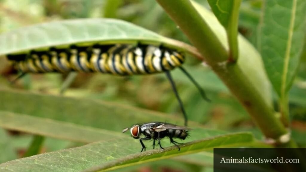 who eats butterflies