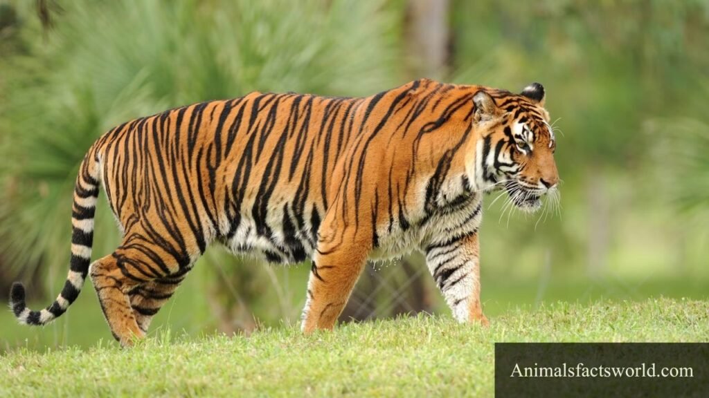 animals with big paws