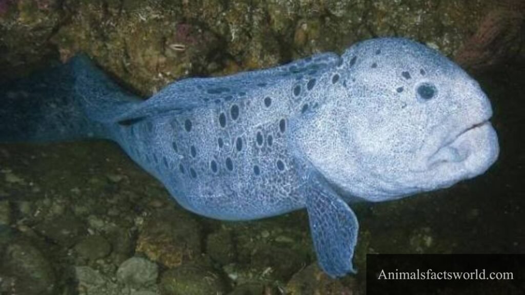 what animals eat sea urchins