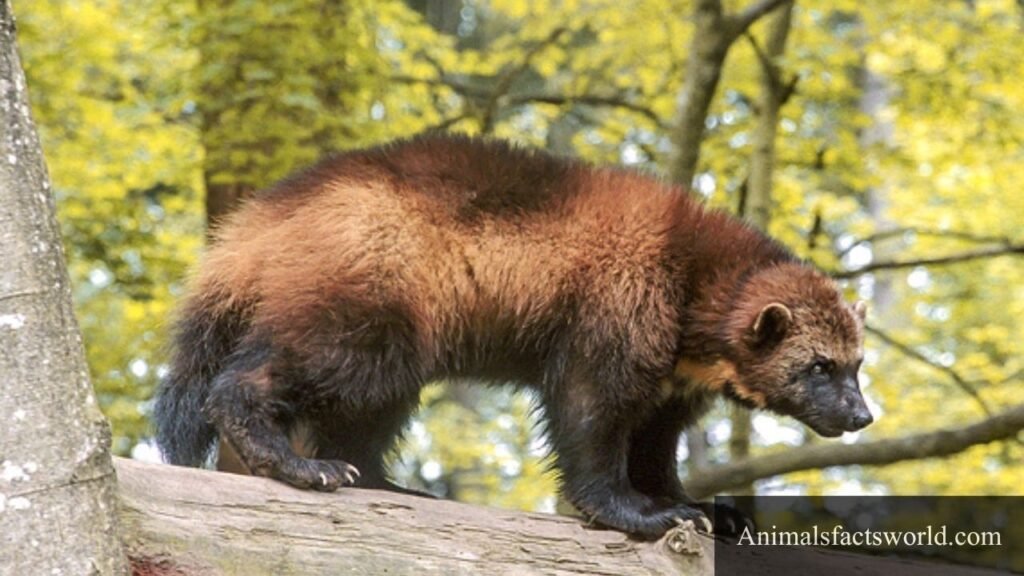 what animals eat foxes
