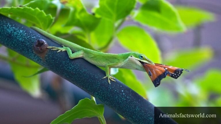animals that eat butterflies