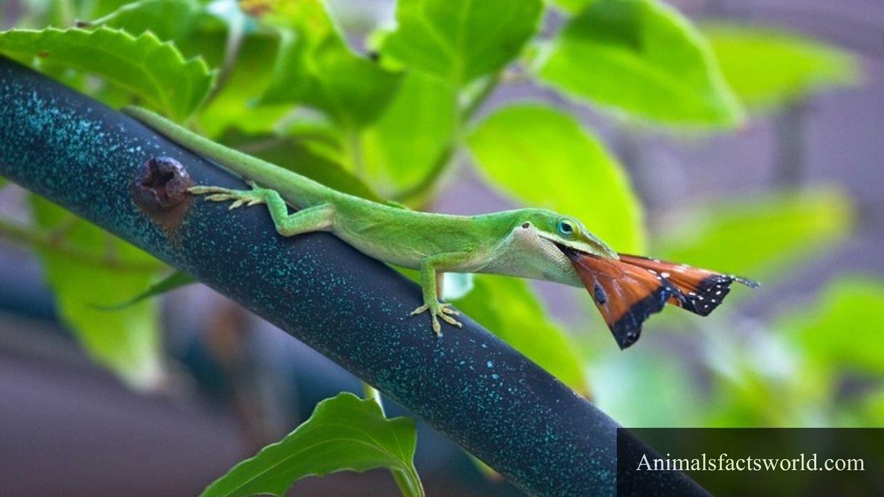 animals that eat butterflies